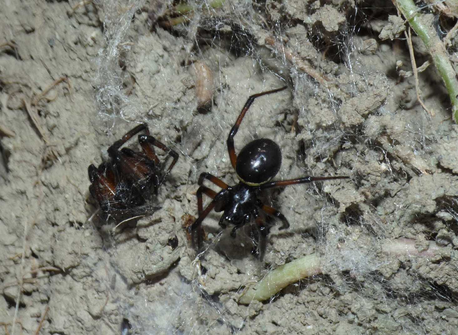 Coppia di Steatoda paykulliana